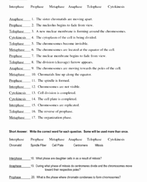 Cell Division Worksheet Answers Best Of Cell Division and Mitosis Worksheet Answers Worksheet