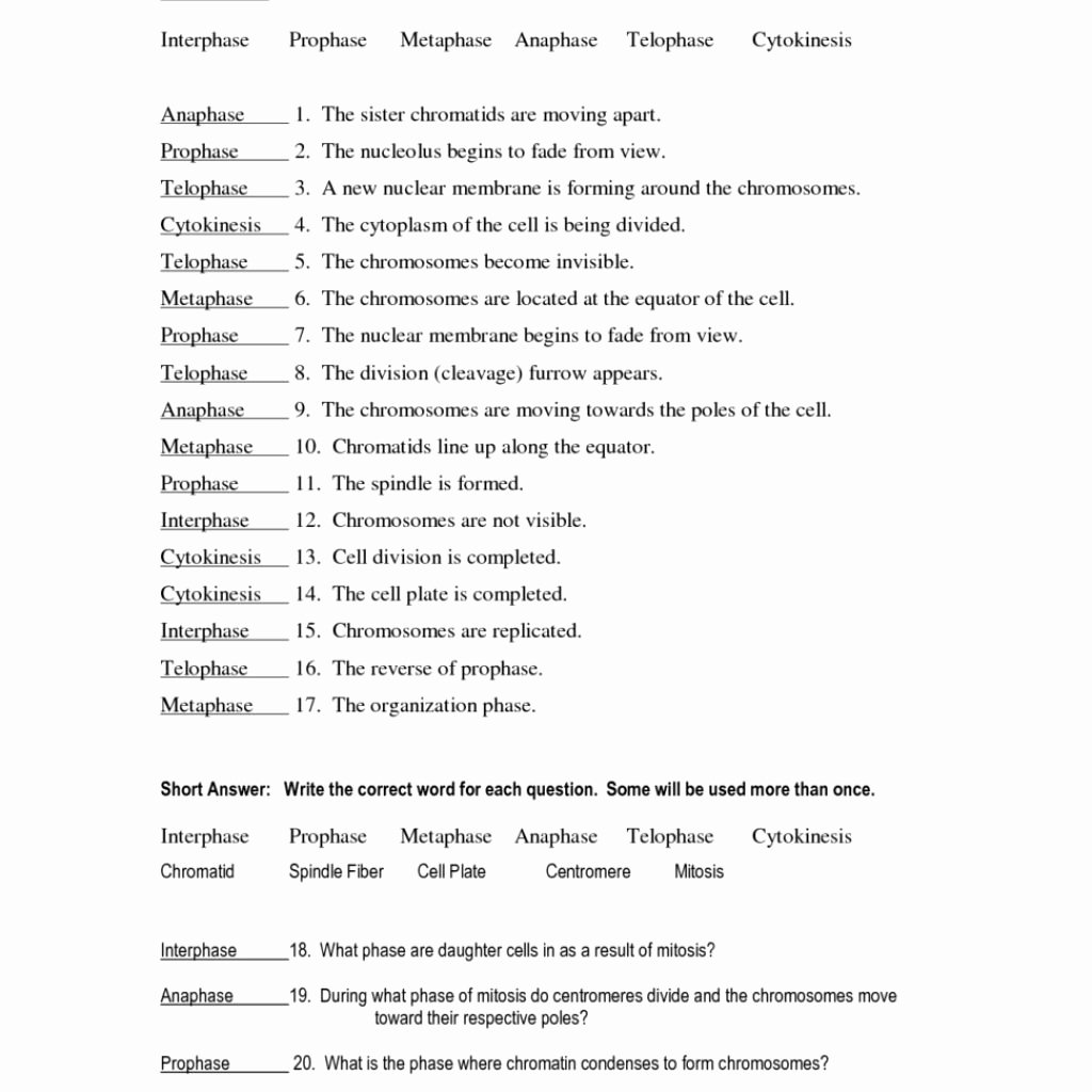 Cell Division Worksheet Answers Elegant Cell Division and Mitosis Worksheet Answers Worksheet