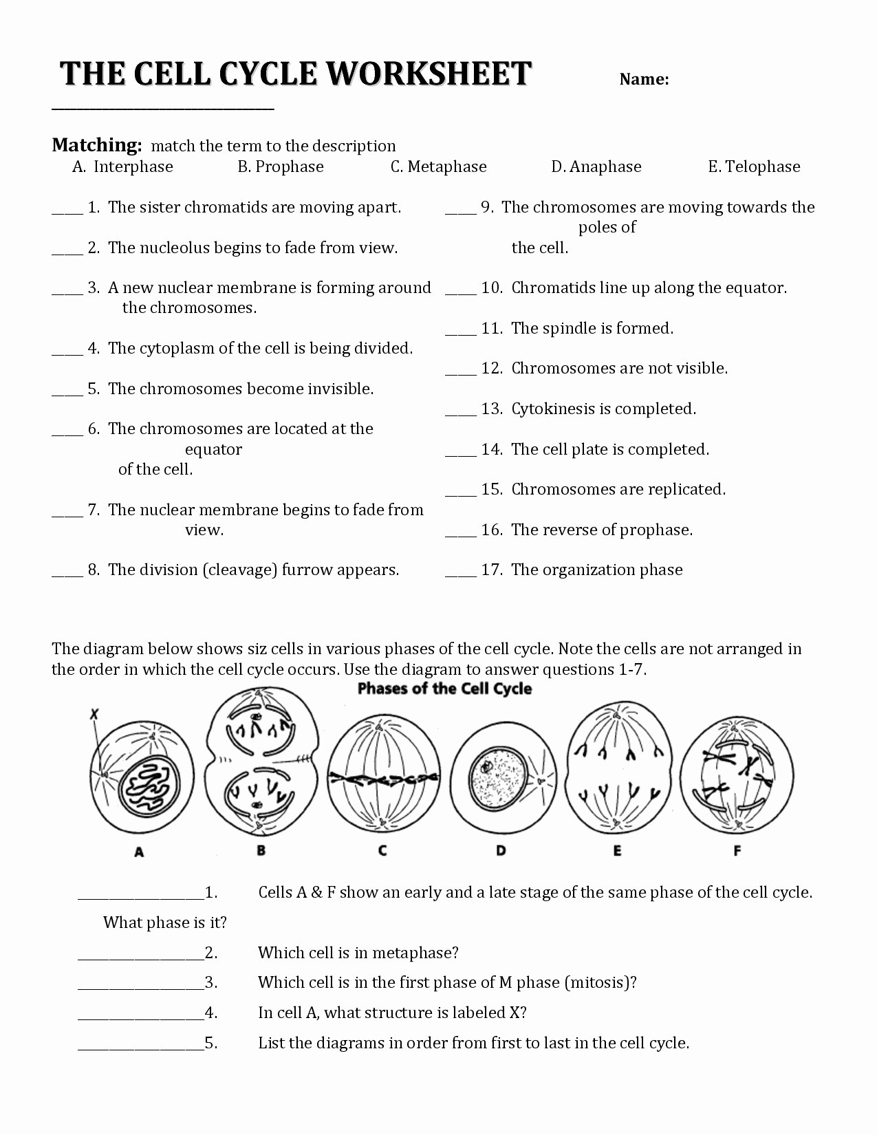Cell Division Worksheet Answers Elegant Cell Division and the Cell Cycle Worksheet Cell Division