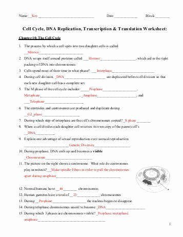 Cell Division Worksheet Answers Fresh Cell Division Worksheet