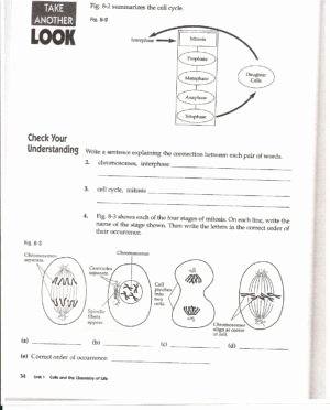 Cell Division Worksheet Answers Inspirational Cell Division and Mitosis Worksheet Answers Worksheet
