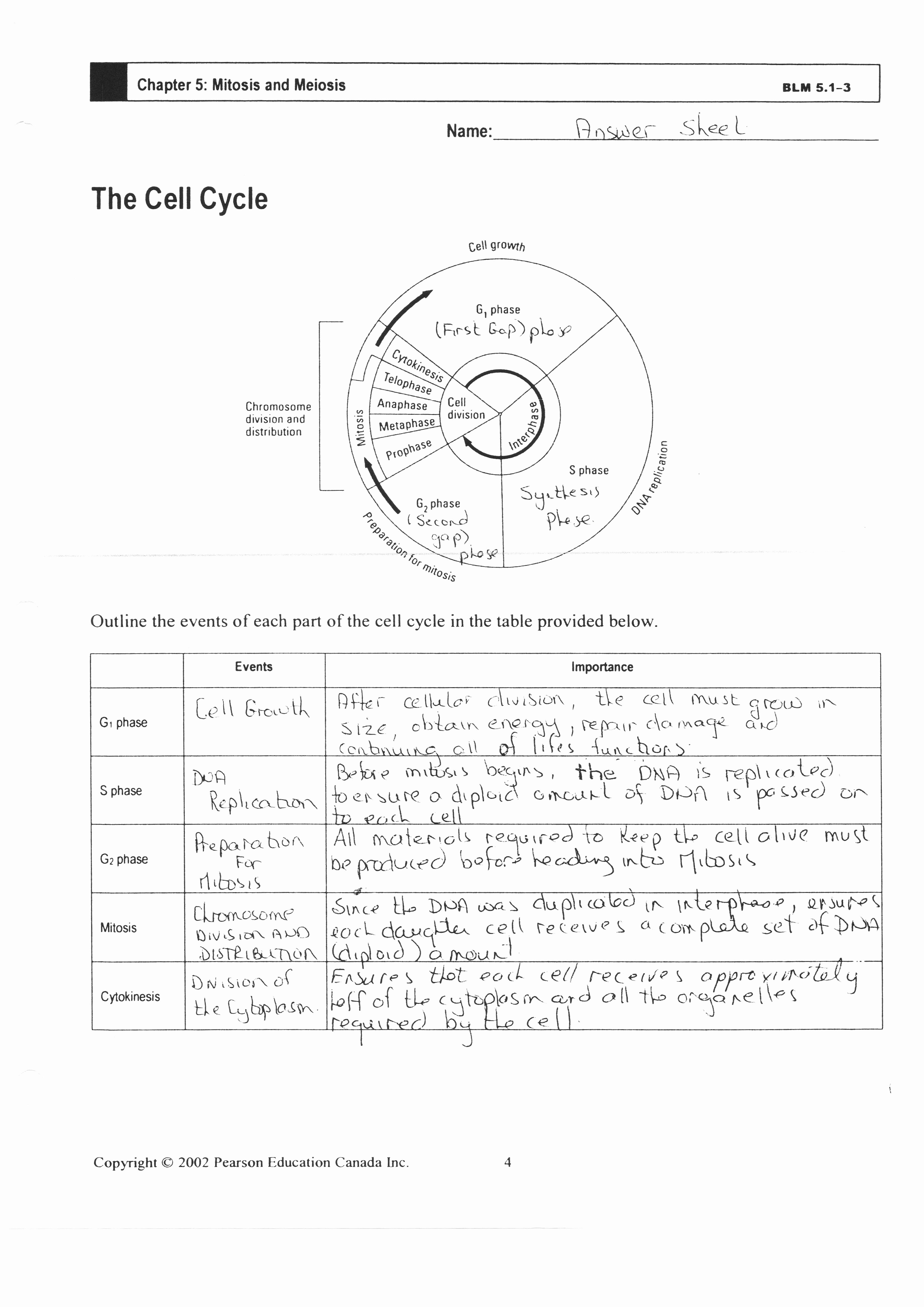 46 Cell Division Worksheet Answers