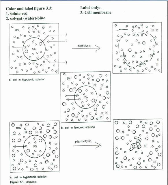Cell Membrane and tonicity Worksheet Beautiful Cell Membrane and tonicity Worksheet