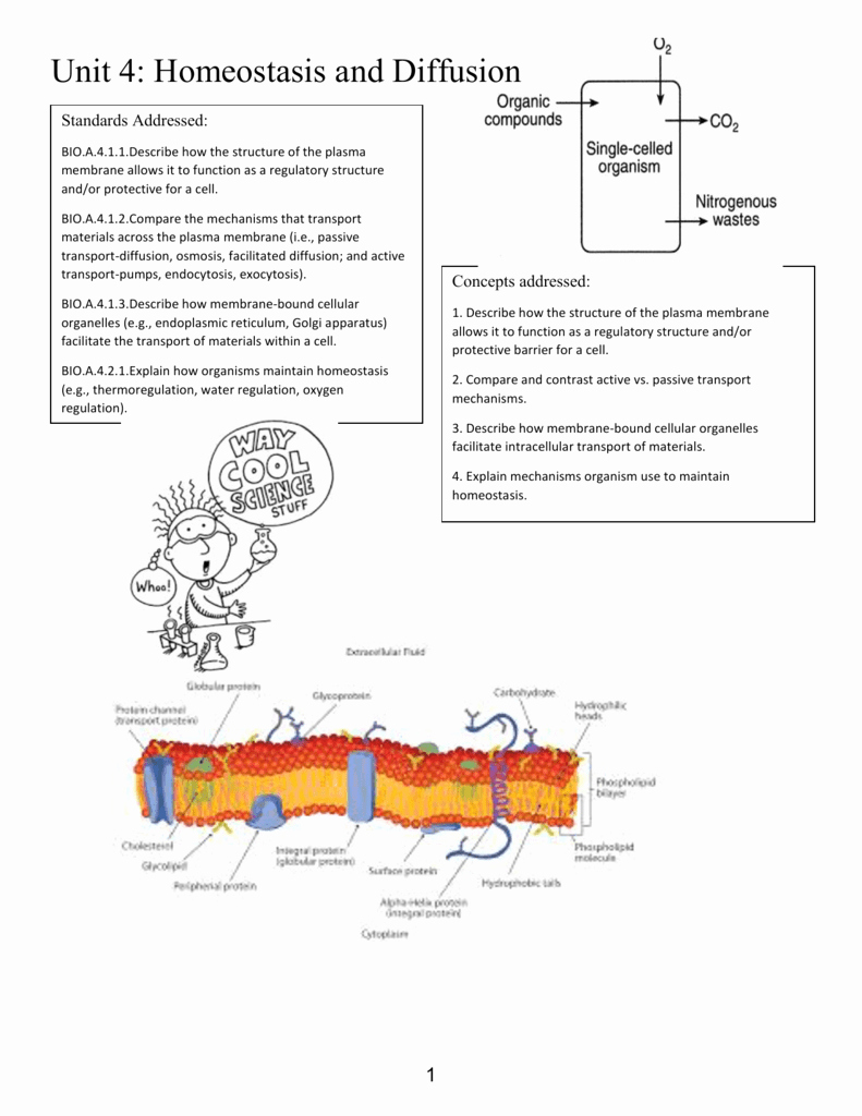 Cell Membrane and tonicity Worksheet Beautiful Worksheet Cell Membrane and tonicity Worksheet Grass