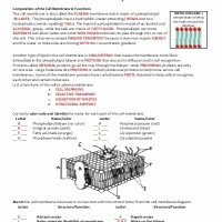 Cell Membrane and tonicity Worksheet Elegant Functional Group Practice Worksheet