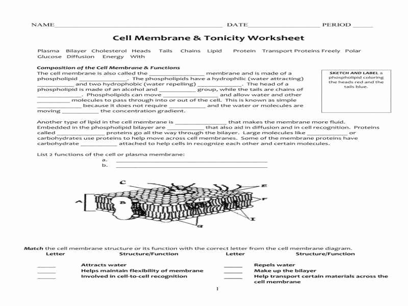 Cell Membrane and tonicity Worksheet Luxury Cell Membrane and tonicity Worksheet