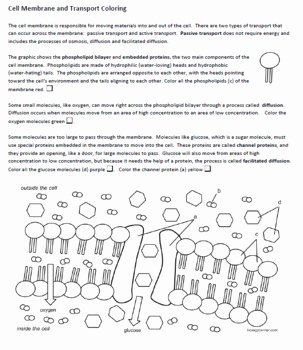 Cell Membrane Coloring Worksheet Answers Awesome Cell Membrane and Transport Coloring Key by