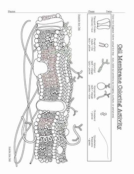Cell Membrane Coloring Worksheet Answers Beautiful Cell Membrane Coloring Activity Help Students Identify