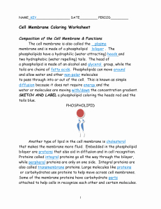 Cell Membrane Coloring Worksheet Answers Inspirational Cell Membrane Answer Key
