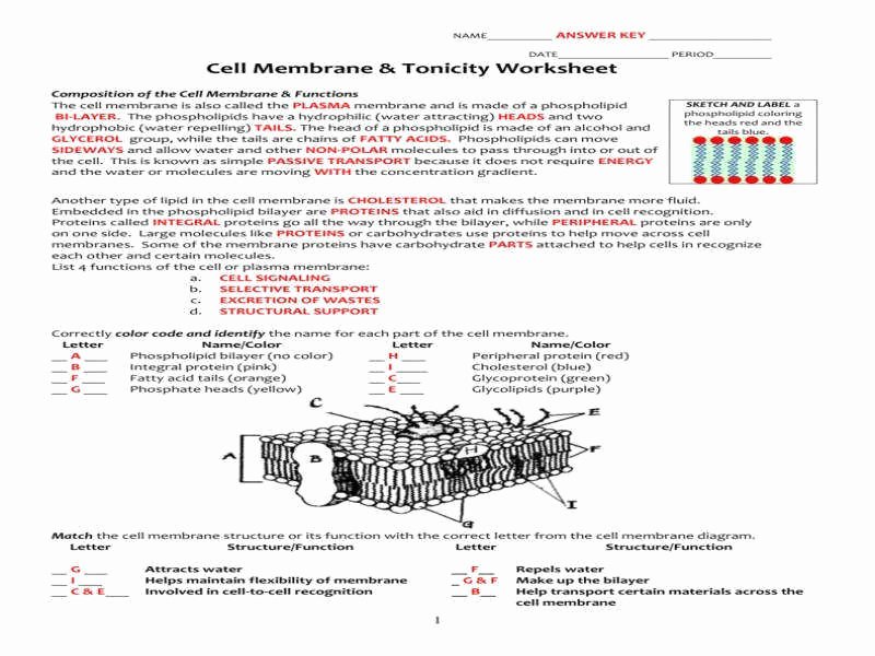 Cell Membrane Coloring Worksheet Answers Inspirational Cell Structure and Function Worksheet Answers