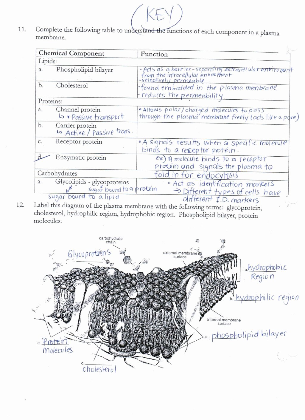 Cell Membrane Coloring Worksheet Answers New Cell Membrane Coloring Worksheet Answer Key