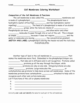 Cell Membrane Coloring Worksheet Awesome Cell Membrane Answer Key