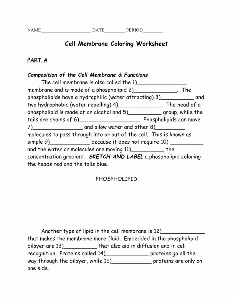 Cell Membrane Coloring Worksheet Elegant Cell Membrane Coloring
