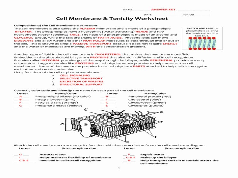 Cell Membrane Coloring Worksheet New Cell Membrane and tonicity Worksheet Answers the Best
