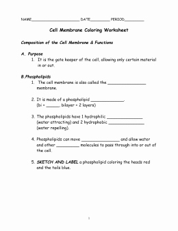 Cell Membrane Coloring Worksheet New the Cell Membrane