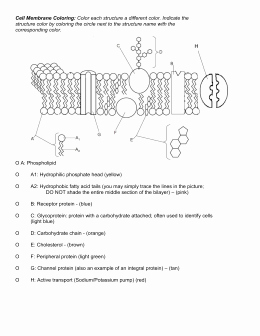 Cell Membrane Coloring Worksheet Unique Cell Membrane Coloring Worksheet