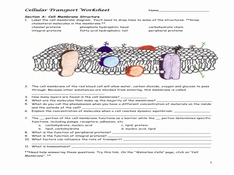 Cell Membrane Images Worksheet Answers Beautiful Cell Membrane and tonicity Worksheet