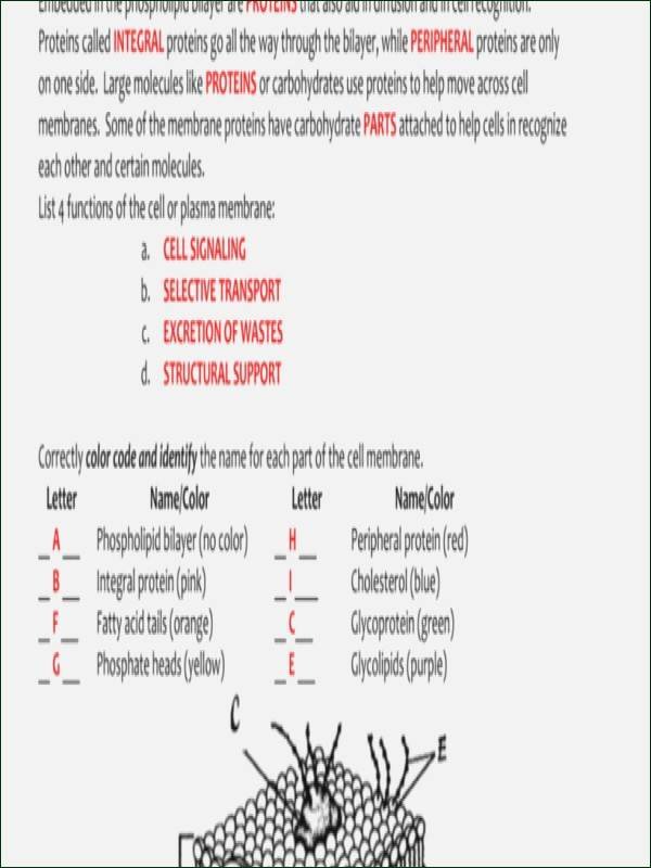 Cell Membrane Images Worksheet Answers Lovely Phases the Cell Cycle Worksheet Answer Key