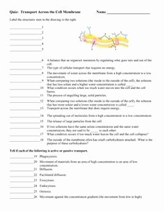 Cell Membrane Images Worksheet Answers Unique Cell Membrane Coloring Worksheet Answer Key