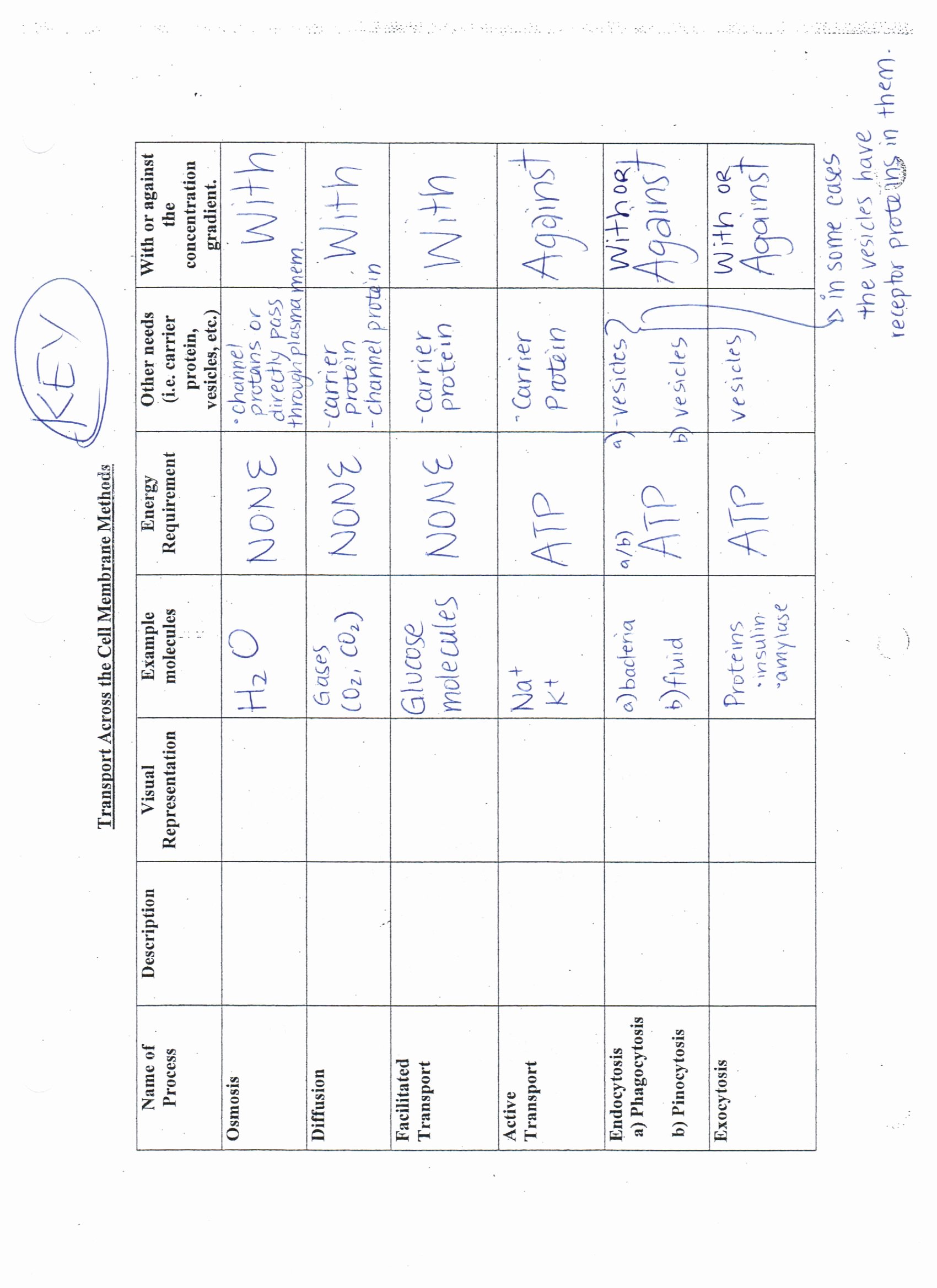 Cell Membrane Worksheet Answers Awesome Answer Keys Cell Membrane Worksheets