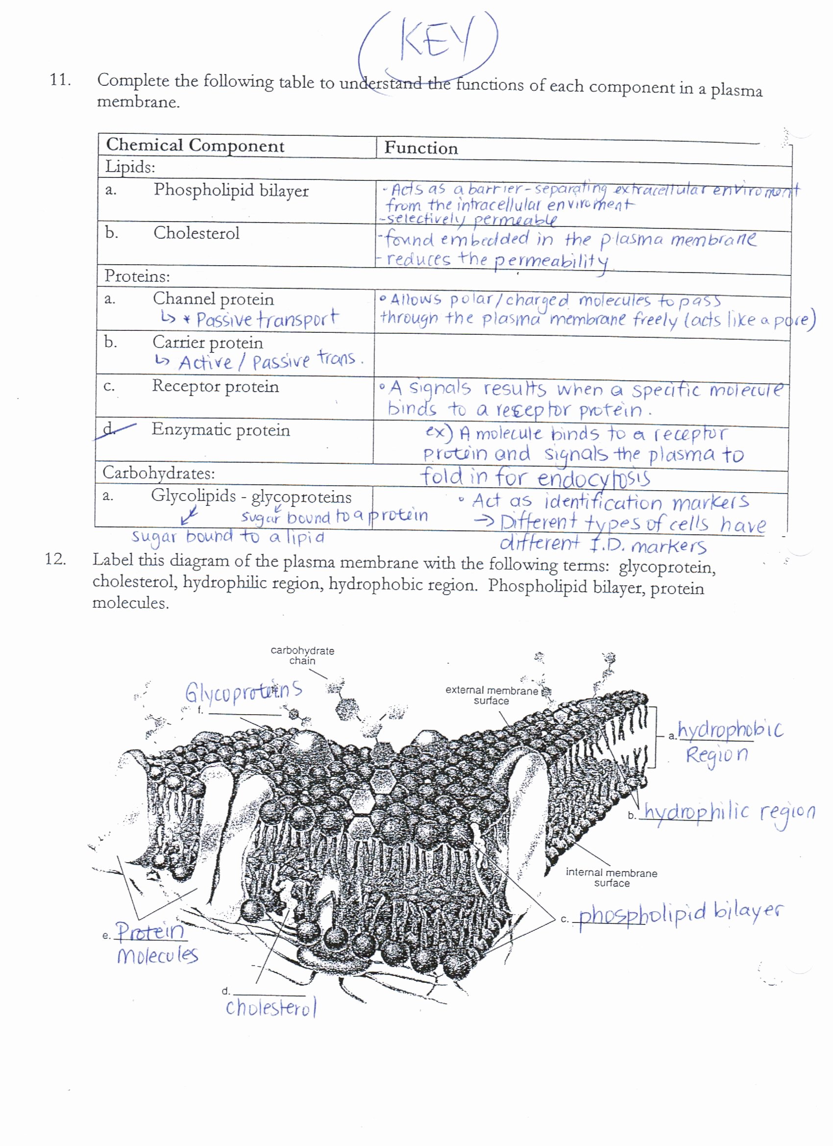 Cell Membrane Worksheet Answers Beautiful Answer Keys Cell Membrane Worksheets