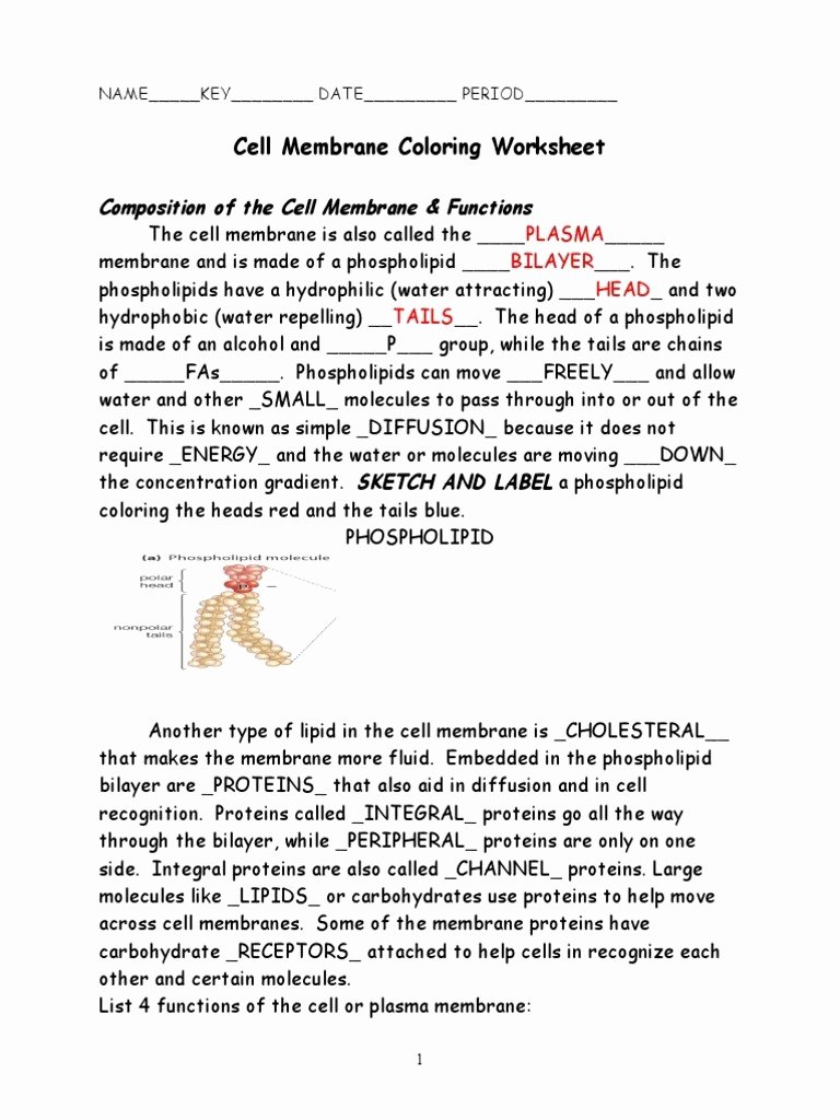 Cell Membrane Worksheet Answers Beautiful Cell Membrane Coloring Worksheet Answer Key