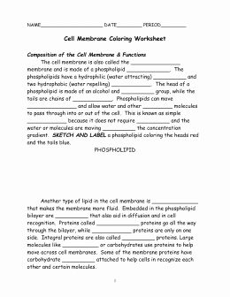Cell Membrane Worksheet Answers Lovely Cells and Transport Worksheet Answers