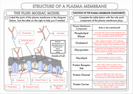 Cell Membrane Worksheet Answers New A Level Biology Cell Membrane Structure by Beckystoke