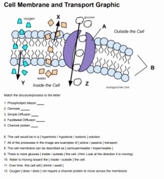 Cell Membrane Worksheet Answers Unique Cell Membrane Transport Graphic Answer Key by