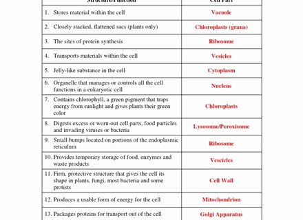 Cell organelles Worksheet Answer Key Fresh Related Plant and Animal Cell organelle Answers