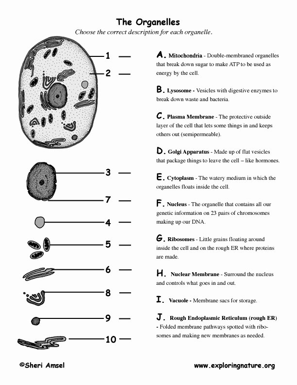 Cell organelles Worksheet Answer Key Inspirational Cell organelle Matching