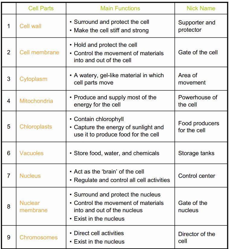 50 Cell Organelles Worksheet Answer Key
