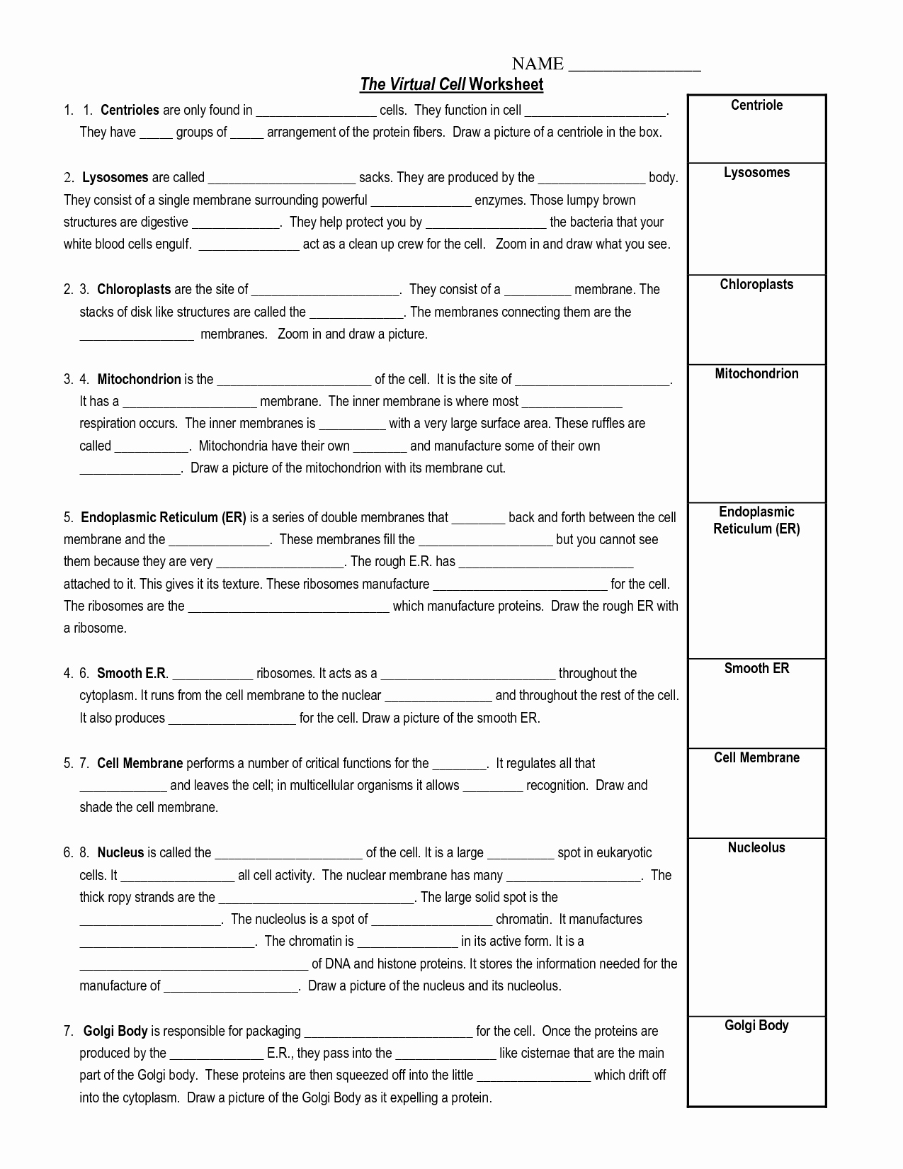 Cell organelles Worksheet Answer Key New 15 Best Of Blood Cells and Functions Worksheets