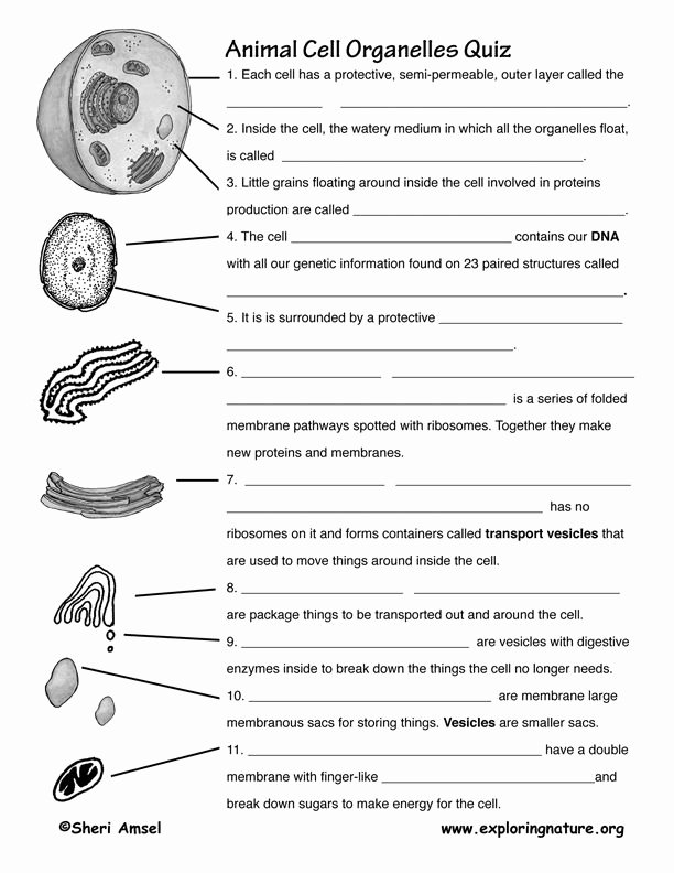 Cell organelles Worksheet Answers Awesome Cell organelle Worksheet