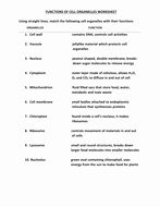 Cell organelles Worksheet Answers New Cell organelles Worksheet with Answers by Kunletosin246