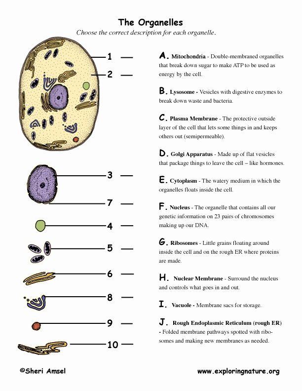 Cell organelles Worksheet Answers Unique Cell organelle Matching
