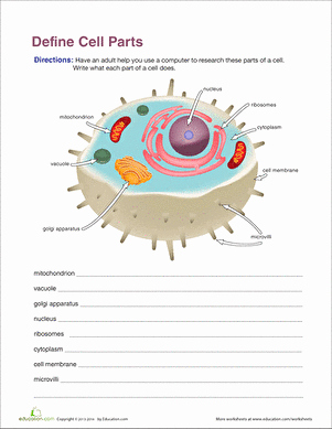 Cell organelles Worksheet Answers Unique Functions Of Cell organelles Worksheet