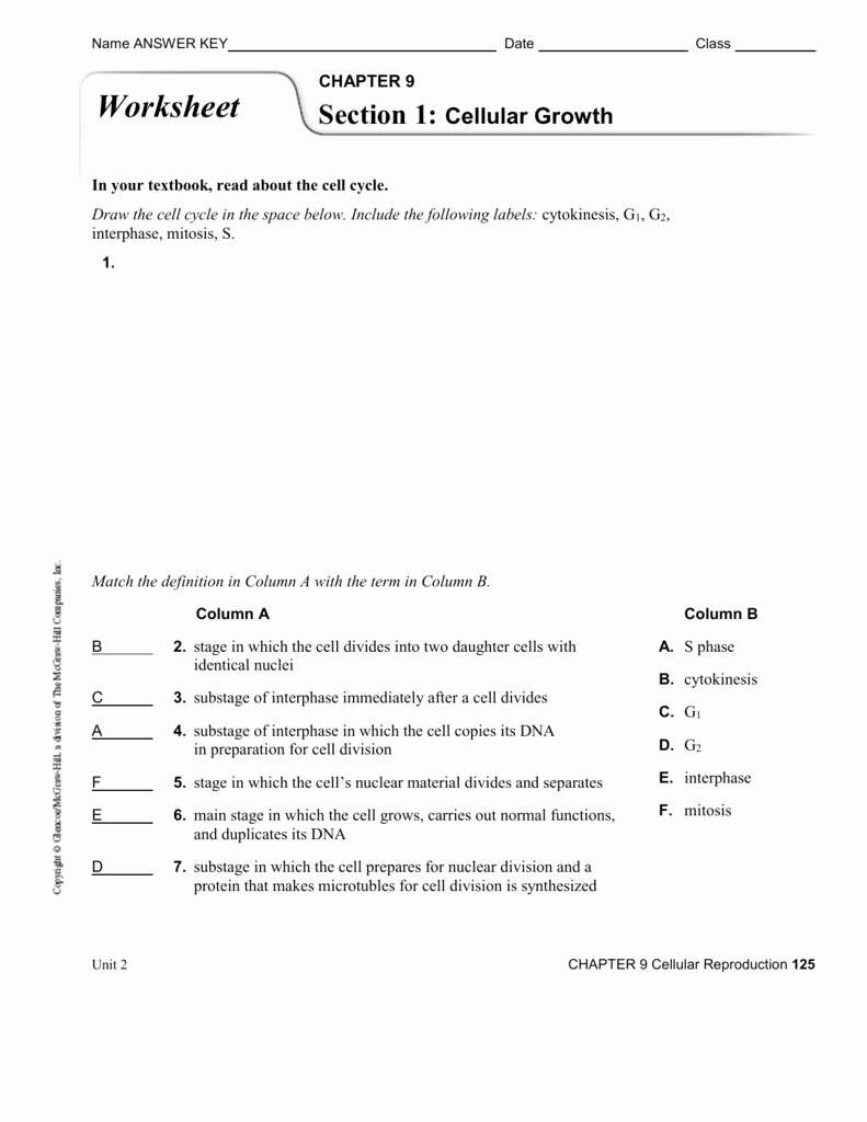 Cell Reproduction Worksheet Answers Awesome Worksheet Cell Cycle Regulation Worksheet Grass Fedjp