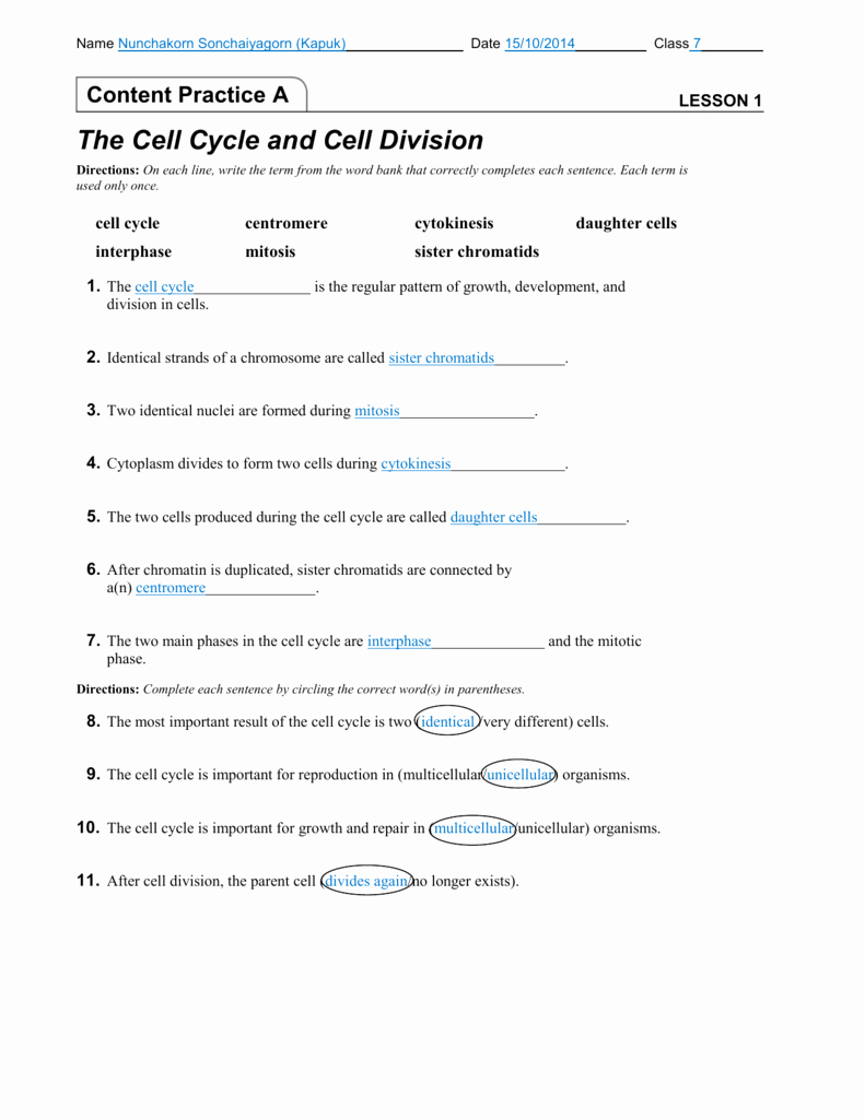 Cell Reproduction Worksheet Answers Beautiful Cell Division and Mitosis Worksheet Answers Worksheet