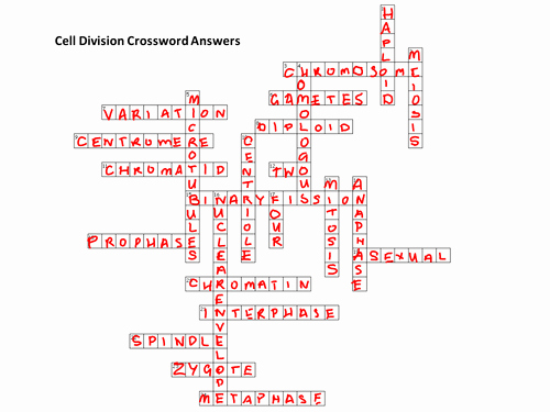 Cell Reproduction Worksheet Answers Elegant Cell Division Crossword by Bigarthur Teaching Resources