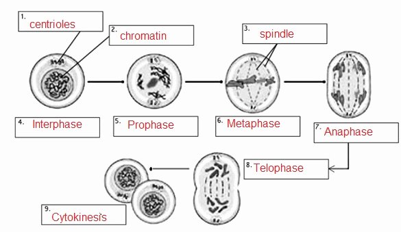 Cell Reproduction Worksheet Answers Elegant Mitosis Practice Answer Key