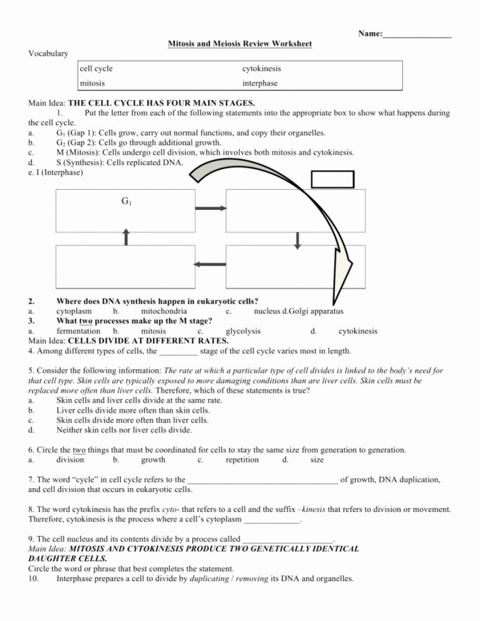 Cell Reproduction Worksheet Answers Fresh the Cell Cycle Worksheet Answers