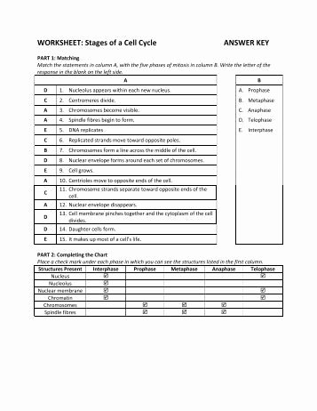Cell Reproduction Worksheet Answers Lovely Cell Cycle Labeling