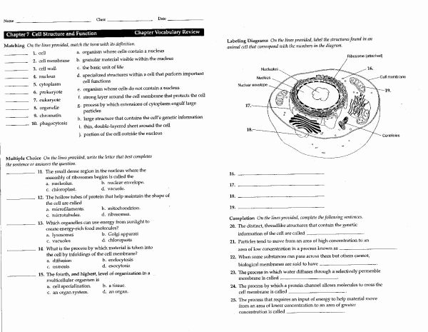 Cell Structure and Function Worksheet Elegant 60 Best Science Puzzles Images On Pinterest