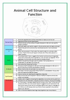 Cell Structure and Function Worksheet Inspirational Animal Cell Structure and Function Worksheet Bloom S
