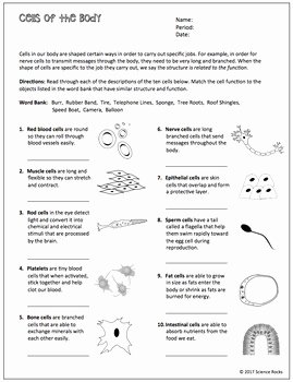 Cell Structure and Function Worksheet Lovely Cell Structure and Function Worksheets by Science Lessons
