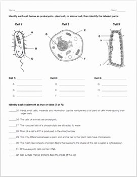 Cell Structure and Function Worksheet Unique Cell Structure and Function Review Worksheet by Biology