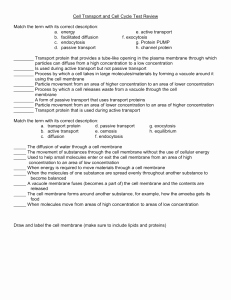 Cell Transport Review Worksheet Answers Elegant Cell Transport Review Worksheet