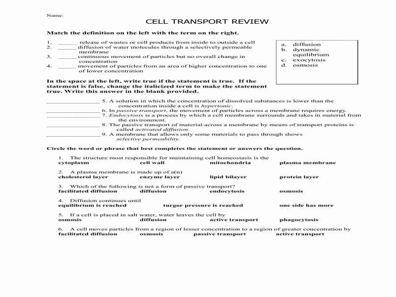 Cell Transport Review Worksheet Answers Elegant Cell Transport Worksheet Answers