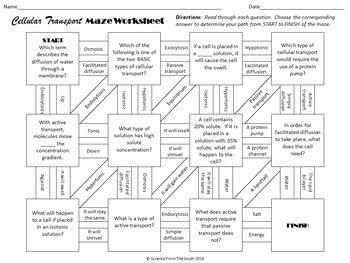 Cell Transport Review Worksheet Answers Elegant Cellular Transport Maze Worksheet for Review or assessment